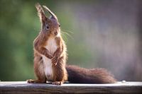 Eichhörnchen, bei der ersten Morgensonne