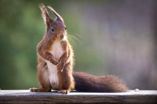 Eekhoorntje, bij de eerste ochtendzon
