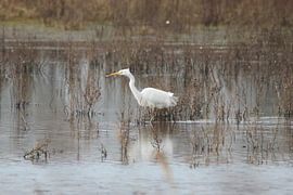 Grote Zilver reiger by Wierd Koops