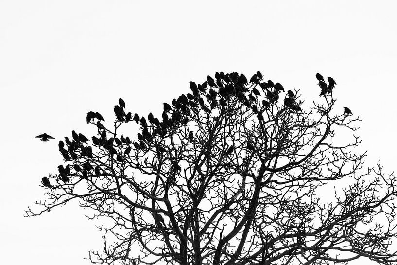 Les étourneaux pullulent par Ronald Buitendijk Fotografie