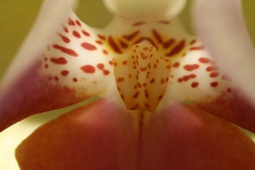 Orchidée sur Usiena Alles
