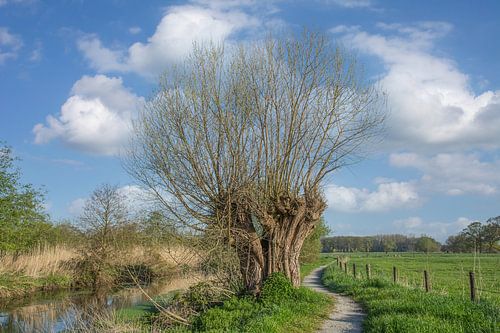 Landschap aan de Nederrijn