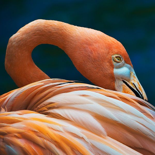 spoor Over het algemeen Vuil Orange flamingo, oranje vogel van Corrine Ponsen op canvas, behang en meer