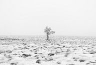 Winterwunderland in den Ardennen  von Lukas De Groodt Miniaturansicht