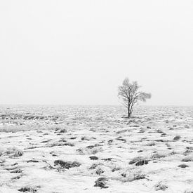 Winterwunderland in den Ardennen  von Lukas De Groodt