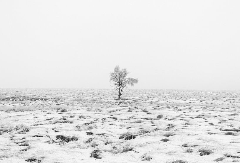 Les merveilles de l'hiver dans les Ardennes  par Lukas De Groodt