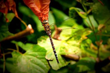 Libelle auf einem Blatt lomo 1 von Toekie -Art