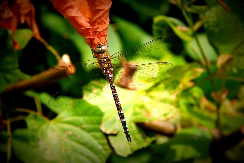 Libelle op een blad lomo 1 van Toekie -Art