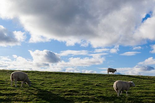 Groene dijk met schapen tegen schaapjeswolken