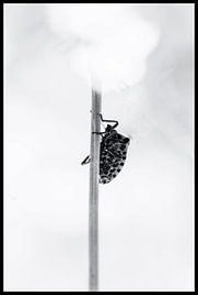 Punaise by Philippe verspeek