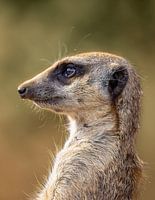 Meerkat in side view