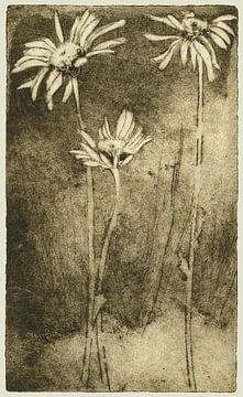 Fleur d'oracle, gravure sur Helga Pohlen - ThingArt