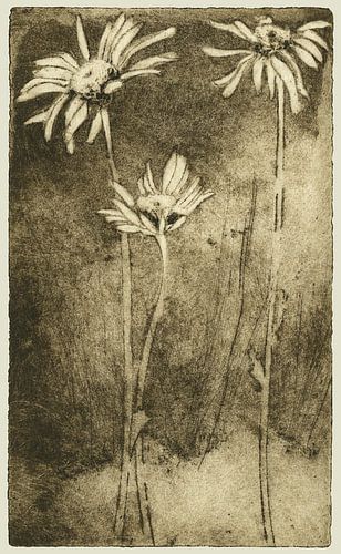 Fleur d'oracle, gravure