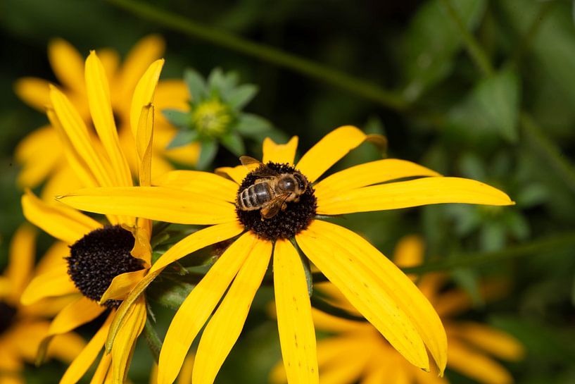 _DSC9036 by Bart Verdijk