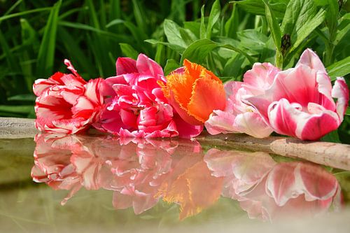Flowers in the garden in summer
