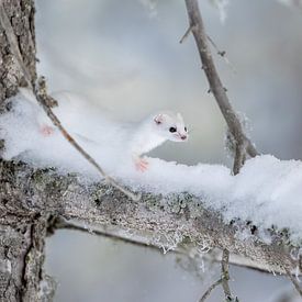 Petite belette sur Wiel Arets