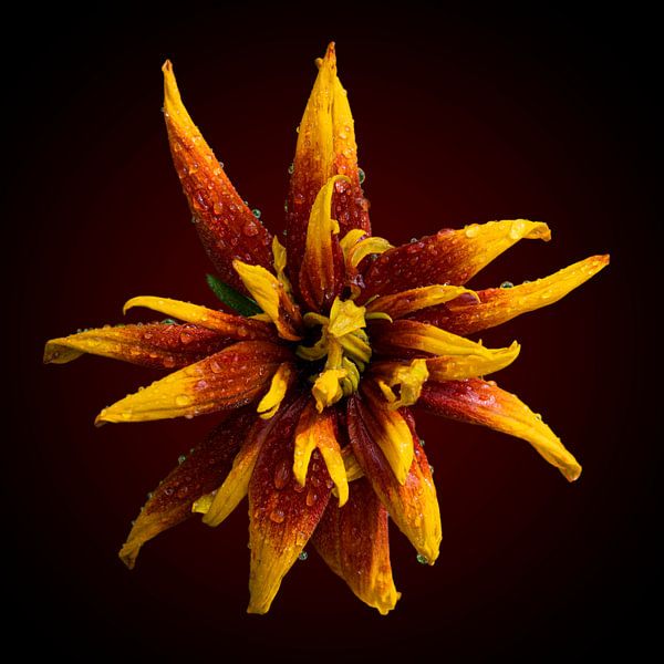 Tournesol humide par Ribbi