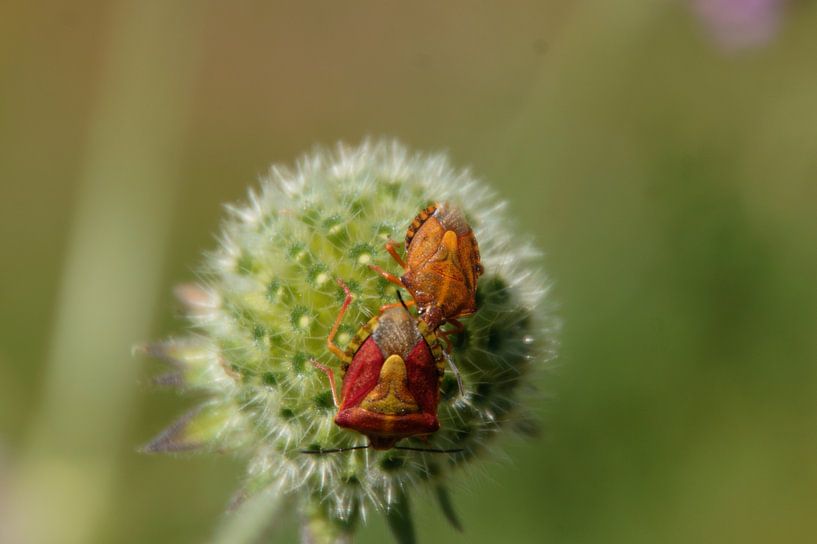 chase after a sphere by wil spijker