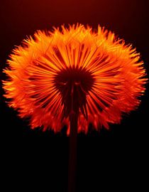 „Ember Dandelion I“ von Ember Bloom