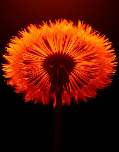 „Ember Dandelion I“