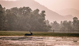rathambore und sein Hirsch von Fulltime Travels