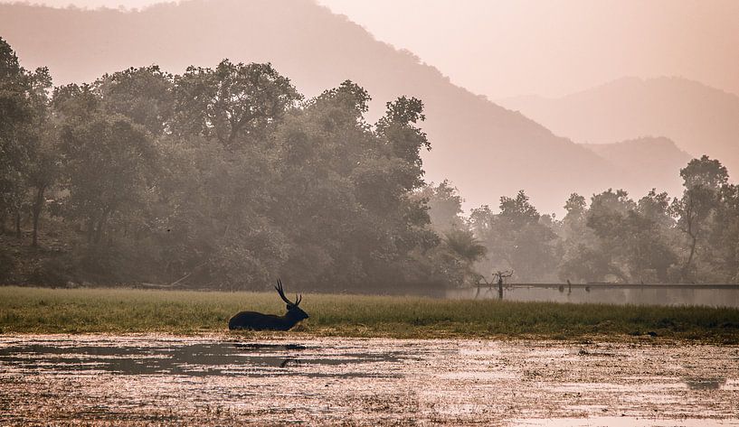 rathambore und sein Hirsch von Fulltime Travels