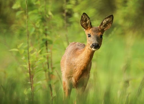Nieuwsgierig ree komt even kijken.