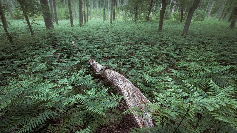 Zee van varens in het bos van Henno Drop