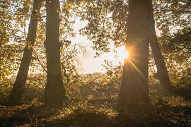 Plants Sunset Nature Reserve Maashorst Uden Landscape