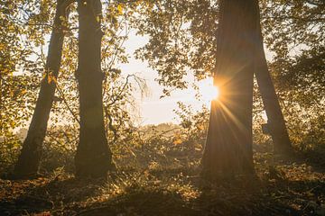 Pflanzen Sonnenuntergang Naturschutzgebiet Maashorst Uden Landschaft von Marc van den Elzen