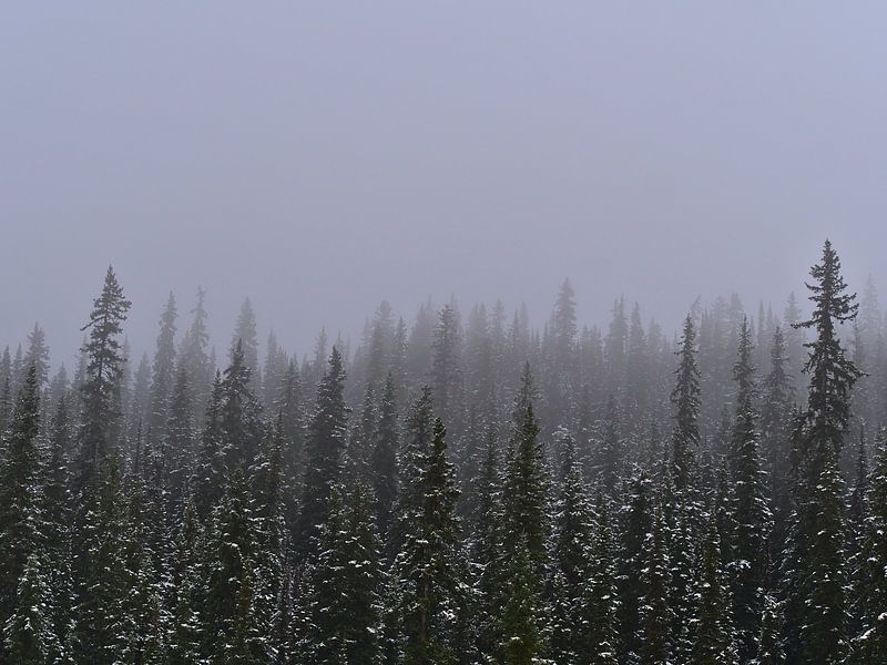 Forêt de brouillard par Timon Schneider