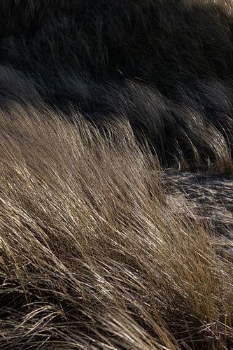 The wind blows through the dunes