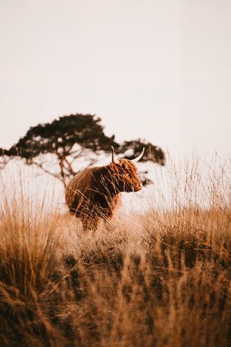 Schottischer Highlander auf der Veluwe
