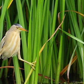 Little Bittern von Rob Belterman