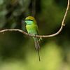 Guetteur d'émeraude : Petit guêpier vert à Wilpattu sur Lex van Doorn