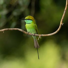 Emerald Watcher: Kleine Groene Bijeneter in Wilpattu van Lex van Doorn