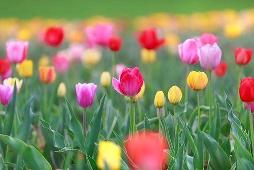 Een veld vol kleurrijke tulpen in rood, geel en oranje creëert een lenteachtige sfeer