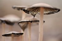 Paddestoelen