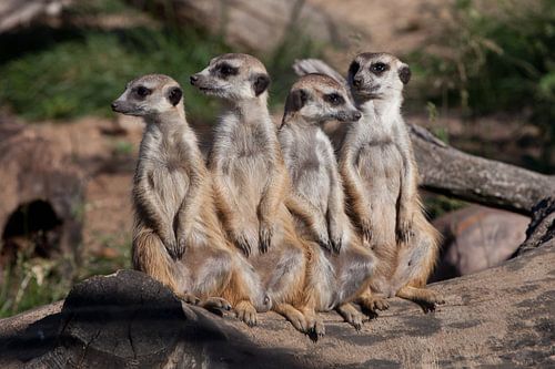 Een sterk bedrijf, de groep vormt een systeem. Schattige Afrikaanse dieren stokstaartjes (Timon) kij