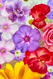 "Blooming flowers on ice, from the frozen summer bloomers series" by Jenco van Zalk