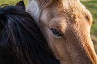 Horse cuddling with sibbling