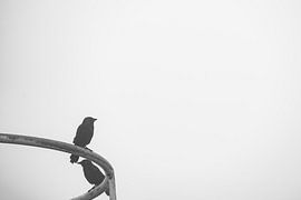 Nebel im Land der Vögel von Ellen Seip
