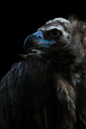 Portret van een Vale Gier II ( Gyps Fulvus )