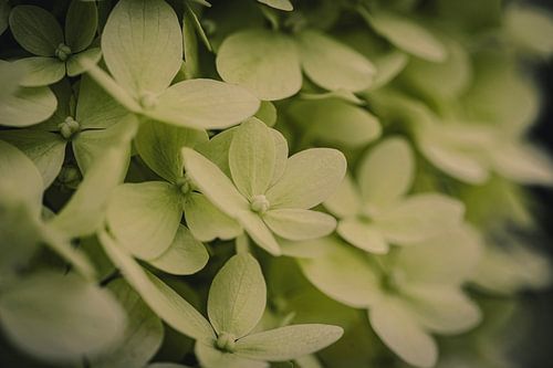 De mooie gele bloemen van de Hortensia.