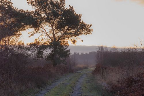 morning walk on the Grote Peel
