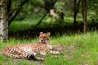 Guépard