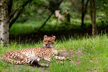 Cheetah by Johan Honders