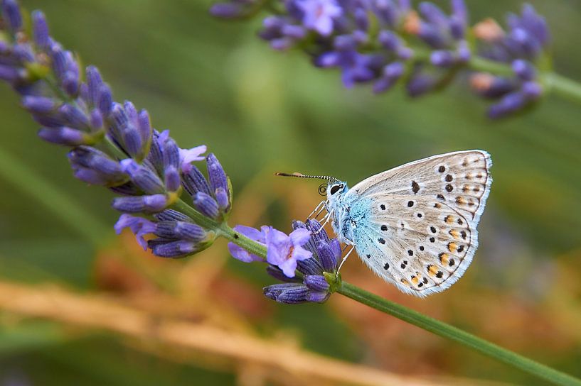 Papillon  Argus bleu par Ad Jekel