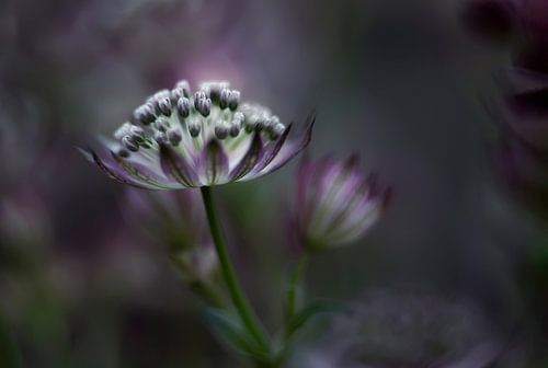 Astrantia major