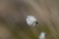 Simplicity